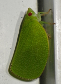 Acanalonia conica